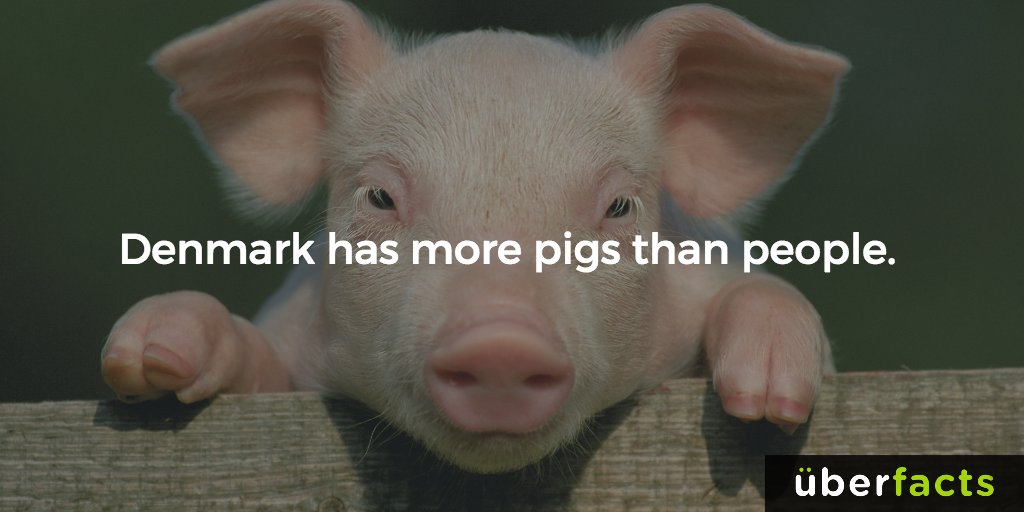 Denmark Pig Farm