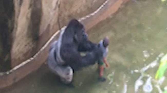 WCVB's tweet image. Zoo kills gorilla to protect child who fell into enclosure bit.ly/1qTwEV2