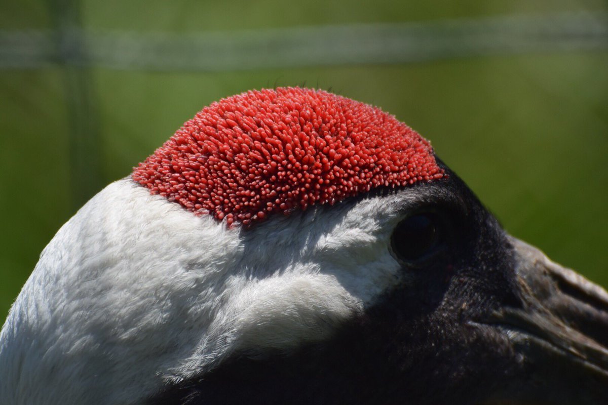 Uzivatel ザンギョウマスク Na Twitteru 羽毛が完全に抜けた成鳥はツブツブ感あるけど抜けかけの若い子は平坦なイメージ タンチョウの頭頂部の変遷が気になるタンチョ 3 T Co Iyufdnuiwk Twitter