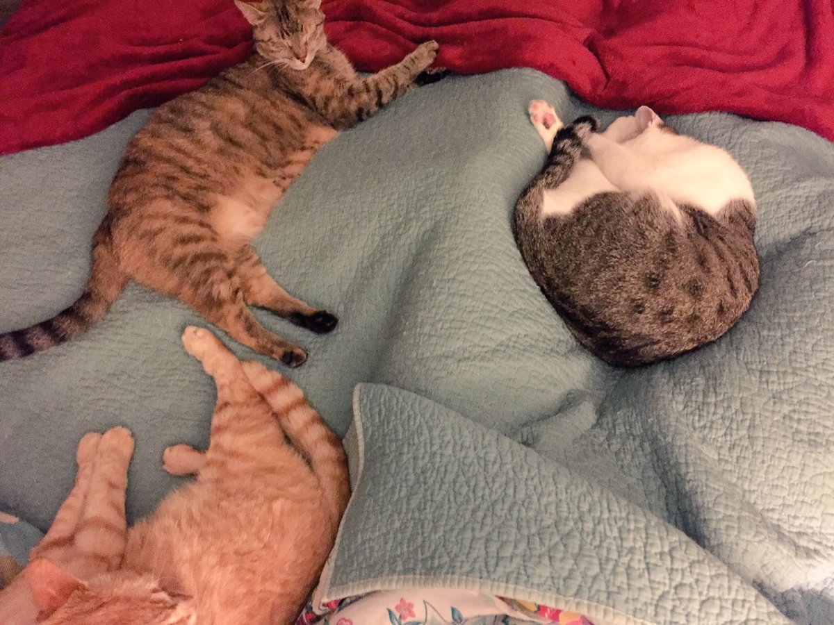 ElmoKMB's tweet photo. I never, ever sleep alone. Even if I want to.๐น #crowdedbed #cats https://t.co/6Igi5tMbAW