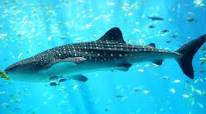 Ayo ke Gorontalo, Lihat Hiu Paus Satu-satunya di Dunia lifestyle.liputan6.com/read/2518359/a…