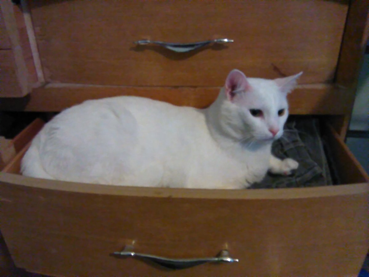 AskCisco's tweet photo. Polaris has decided one of my drawers is now his bed. #catsofautchat https://t.co/wbpKt68Acb