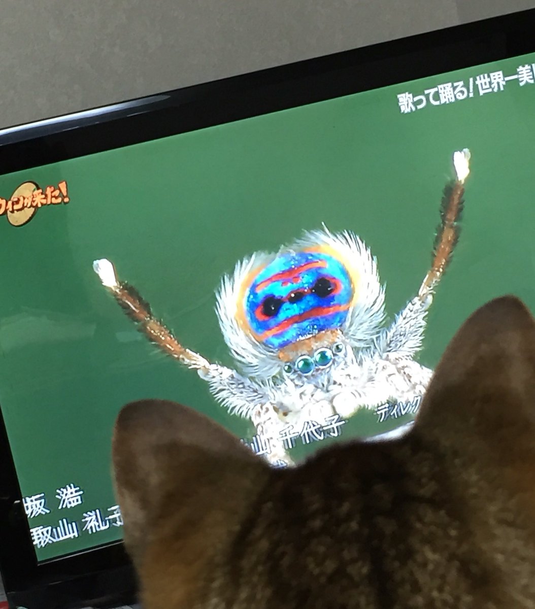 O Xrhsths 斉藤次郎 Sto Twitter ダーウィンが来た 歌って踊る 世界一美しいクモ のクジャクグモから目が離せないキジ子