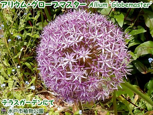 水戸市植物公園 Mito Botanical 16年05月 Twilog