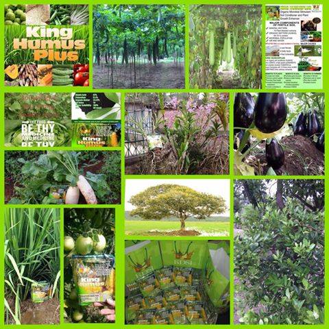 astillerocarol's tweet photo. #KingHumusPlus for all plants including rice, corn, cane, vegetables, fruit trees and ornamentals. #OrganicFarming https://t.co/2fbeCLcTZi