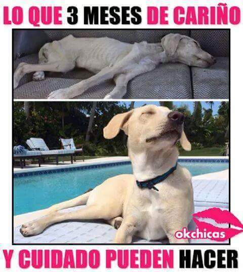 gonzaloarias430's tweet image. Lo que tres meses de cariño y cuidado pueden hacer.