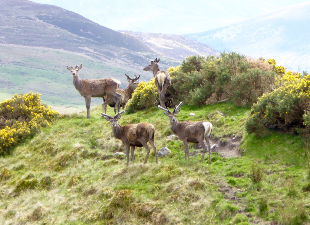 paulinedaniels's tweet photo. Morning all..!! @Strathvaich #scotland #stags https://t.co/tG2rssR51y