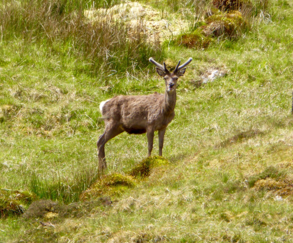 paulinedaniels's tweet photo. Around the lodge this morning.. @Strathvaich #stags https://t.co/tuQmPETlAX