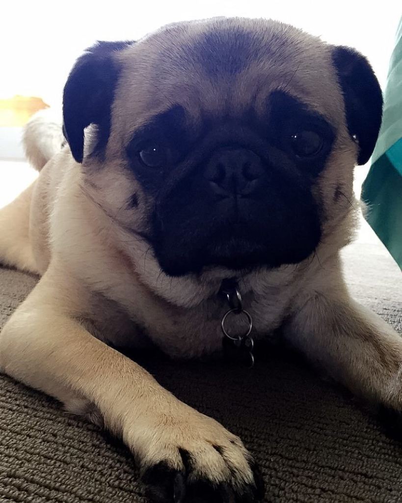 Puglee_Pug's tweet image. Seriously though.... 😍 #heartexplodes #hugo #pugs #pugsofinstagram #dogsofinstagram #furbaby #butterball #loafofbre…