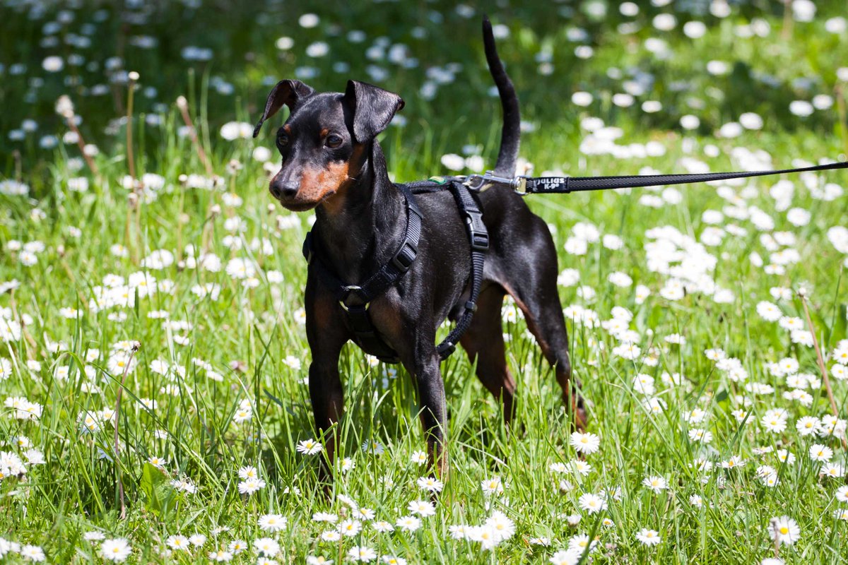 absoluthund's tweet photo. Aus meinem Hundealbum… https://t.co/KyW5rIWjoN #Hund #Foto #Blumen #Blog https://t.co/Yl7WhGcmHR