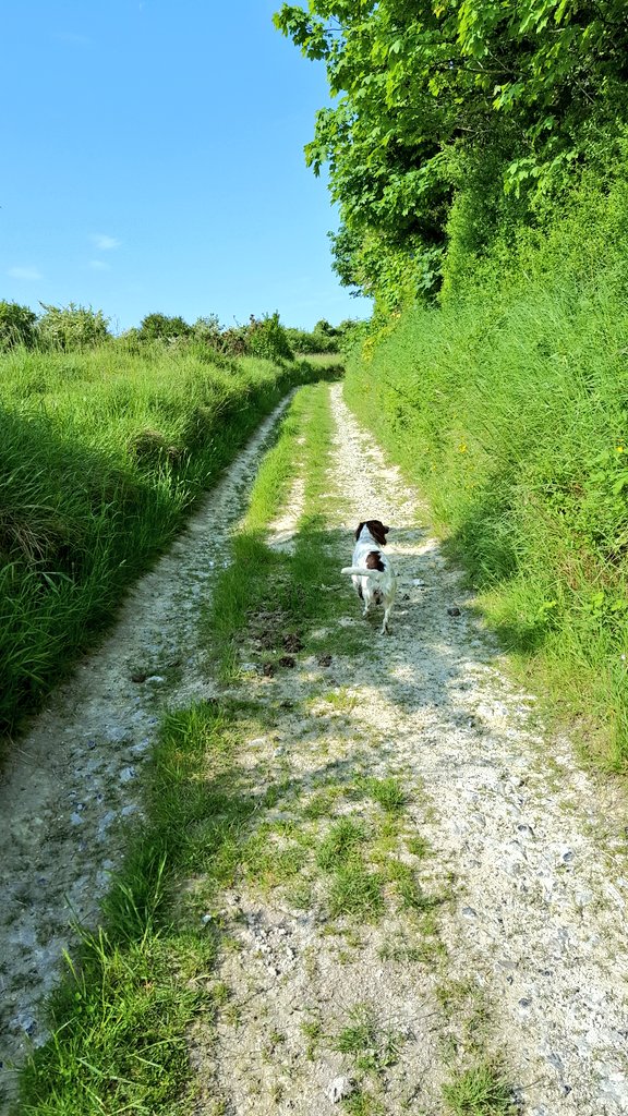 Bouthesearchdog's tweet photo. Been out #hiking over #southdowns with the bosses company @BasecampSDW #getoutexplore Great for dog walks @sdnpa https://t.co/aOYVQpfDrJ