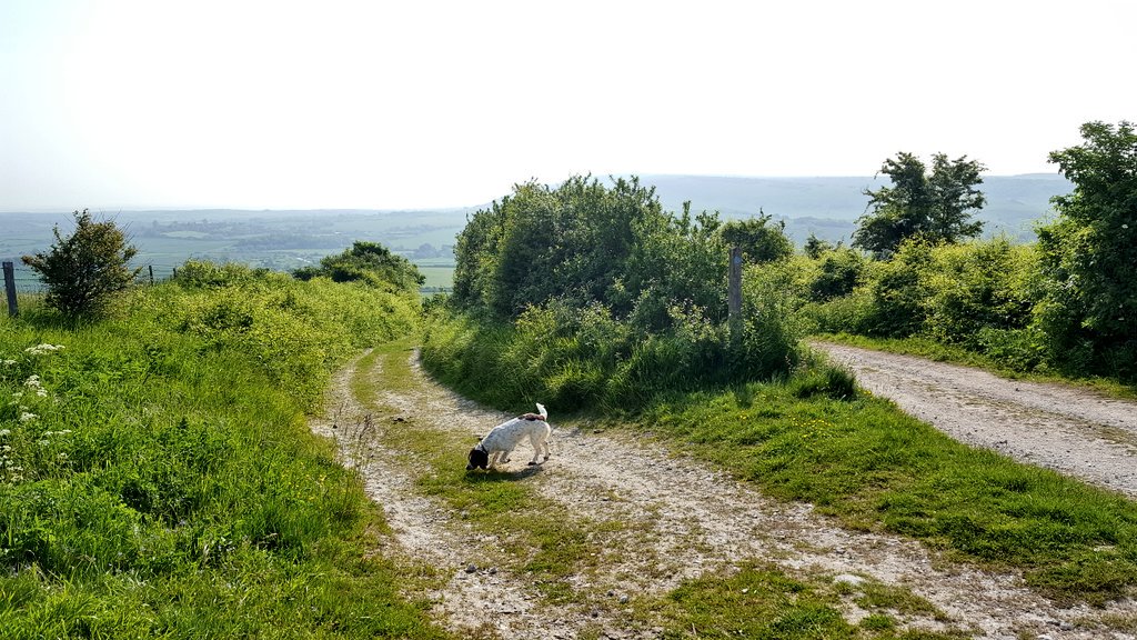 Bouthesearchdog's tweet photo. Been out #hiking over #southdowns with the bosses company @BasecampSDW #getoutexplore Great for dog walks @sdnpa https://t.co/aOYVQpfDrJ