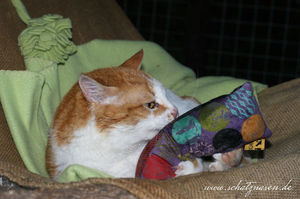 Gestern haben wir Schnurrinchens Baldriankissen ausprobiert. Die Jungs hatten riesen Spaß. facebook.com/Schatznasen/po…