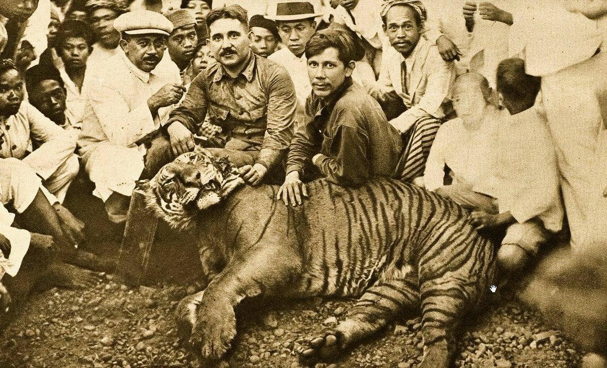 Unduh 6700 Gambar Harimau Bali  Gratis