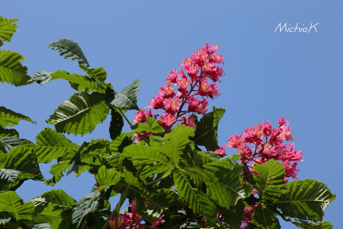 Martian ベニハナトチノキ 北海道函館市本町 行啓通の街路樹です