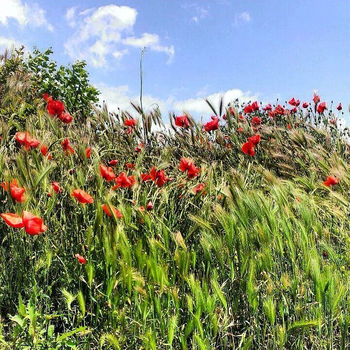 Nidoverde's tweet photo. #flowers #agerola #may #niceweather #real #amalficoast #mountains https://t.co/yOrQpxniI0