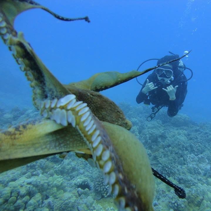 scuba_hawaii's tweet photo. Dancer with the octopus!
#scuba#Hawaii #Gopro customers #diving with #octopus #deepbluese… https://t.co/EwUzjP7kSV https://t.co/G6cwyFVmpM