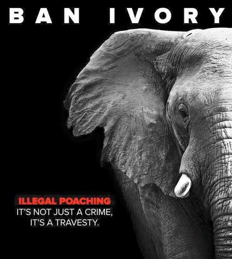 elephantsdc's tweet photo. Ivory represents destruction of elephants. It's a crime. A theft. A travesty. https://t.co/QBfpWsVLfX #BanIvorySales https://t.co/bvgsYgrLOp