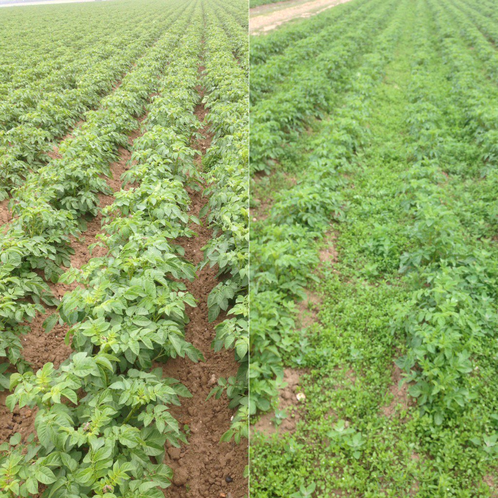 KevZim's tweet photo. Pre-emergence vs none, same variety, same field, no post-em applied. #spraymiss the #agronomists friend! https://t.co/u2lJsTX5jn