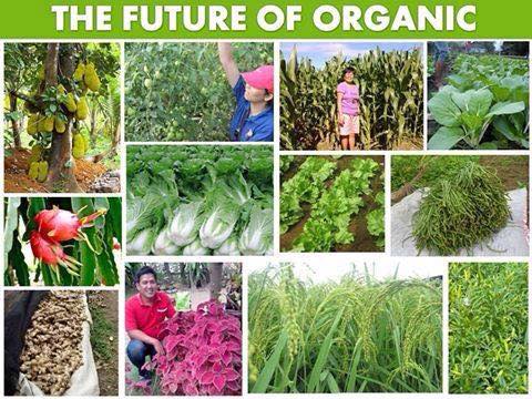 astillerocarol's tweet photo. #KingHumusPlus is the future of organic farming. It helps condition the soil and increase your harvests. #FarmingPH https://t.co/rFi82MeHeV