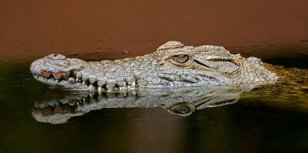 Ngobekewazobia's tweet photo. Crocodiles' faces are 10 times more sensitive than human fingertips.#FactsAlways cc @StudentzWorld https://t.co/yJoaCLLkwA