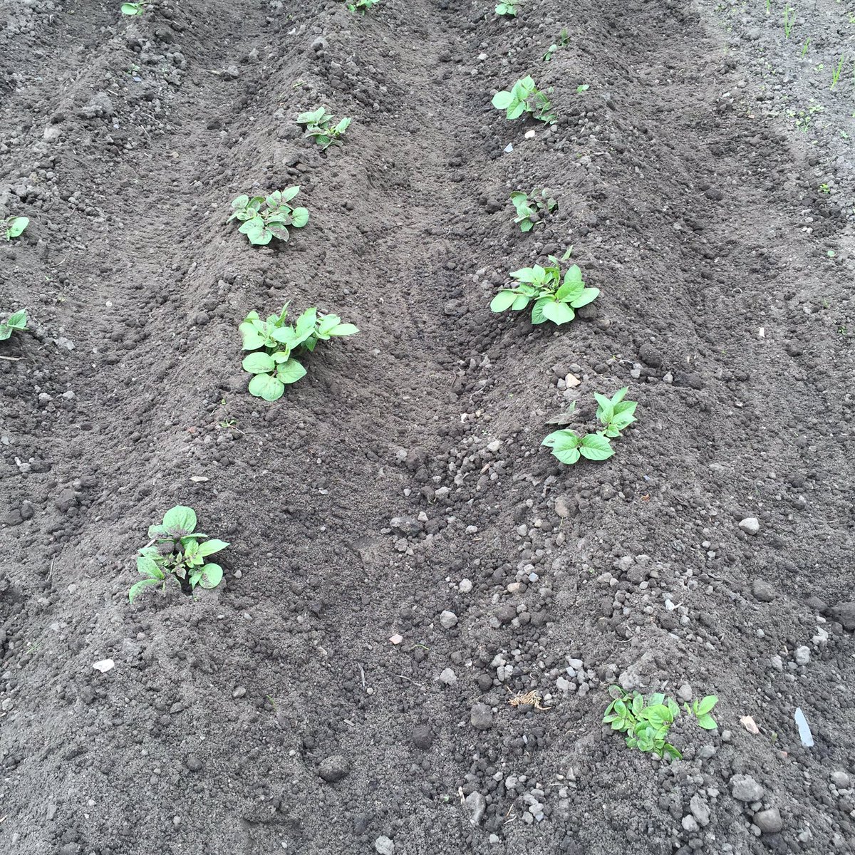Merely_Chris's tweet image. Spuds, including #SpudBudTony, are coming along nicely #allotment #longlivetony