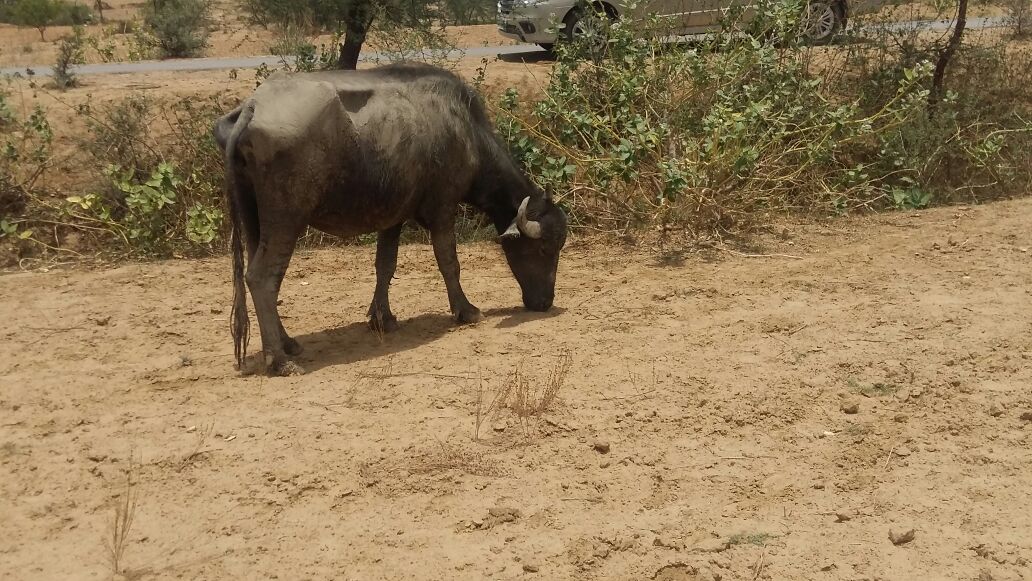 _YogendraYadav's tweet image. No fodder, cattle are forced to eat soil. This is the truth of drought in Bundelkhand, UP. #JalHalYatra