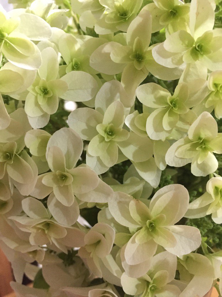 Gio カシワバアジサイ 剪定した花を花瓶に挿した