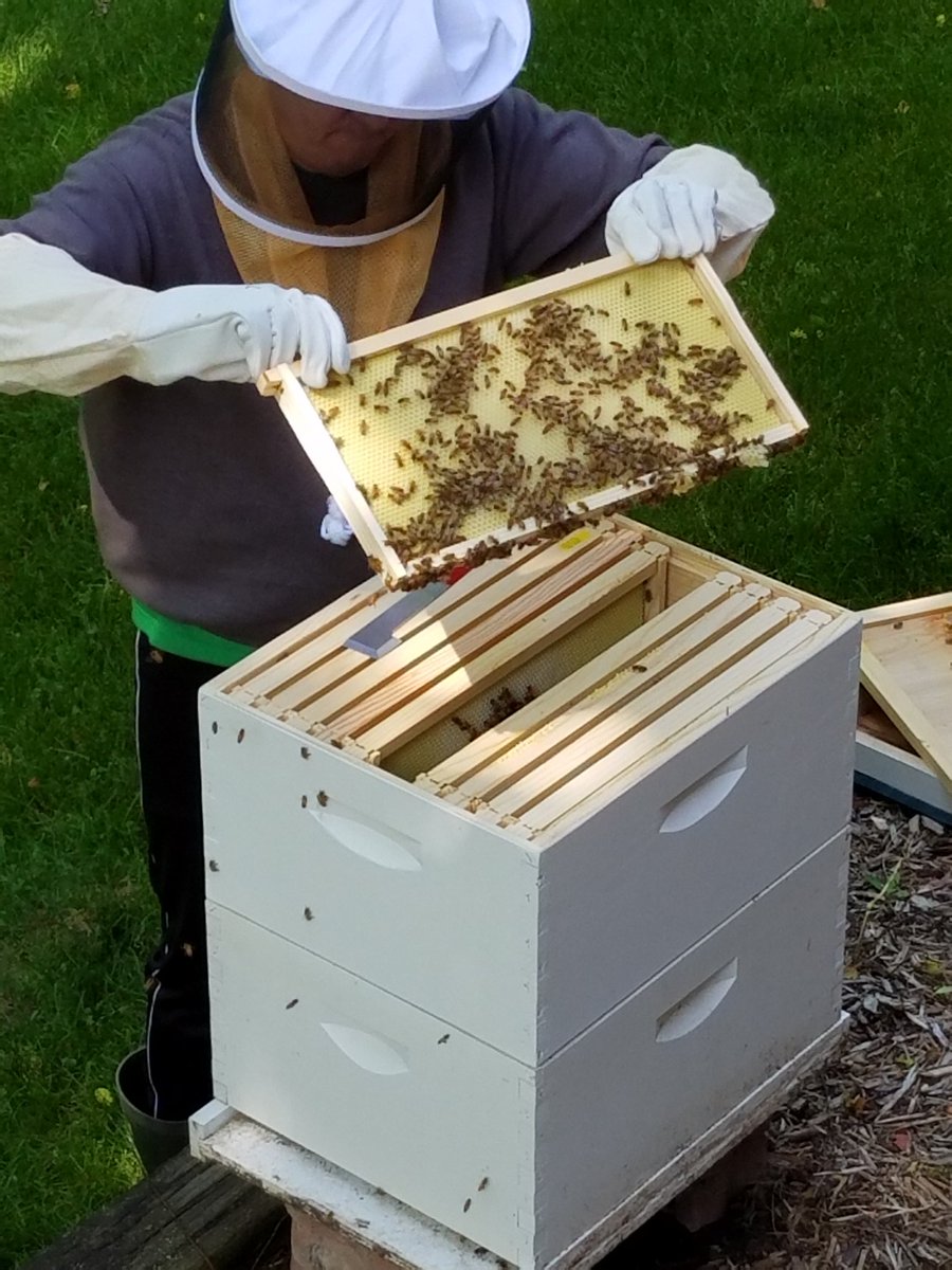 netlogx's tweet photo. Confirmation that #OurBees are #happy & like the new digs @techiven is a #proud #beekeeper https://t.co/gGNlp1lqAp