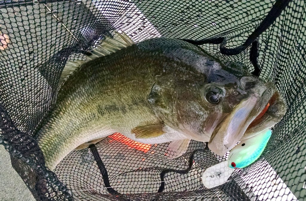 PerryGregg's tweet photo. @phcustomlures Ledge P has been smoking them. https://t.co/545anWDPhQ