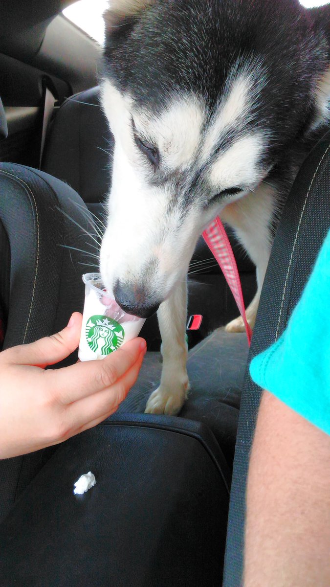 TilurD's tweet photo. Pupachino from Starbucks! #HuskyNation #huskiesbehere #starbucks #husky4ever #awesomeness https://t.co/gh25Kb6MHg