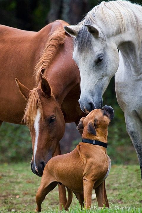 Ran.....jaran....kowe memang asu tho...