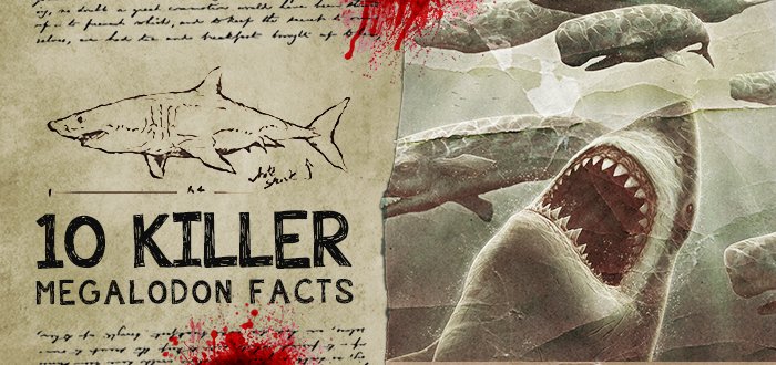 SwagMegalodon's tweet photo. 10 Killer #Megalodon Facts https://t.co/KIBgspW8uZ https://t.co/OqnyggFaXt