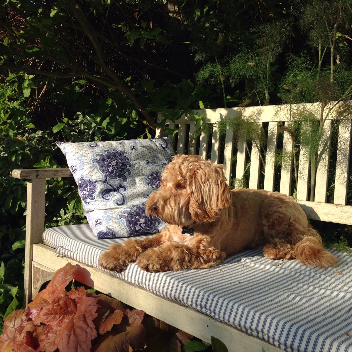 Hanging out with this beauty at <a href="/NortonFlowers/">Emma Norton Flowers</a> HQ. Oh Margo...😍