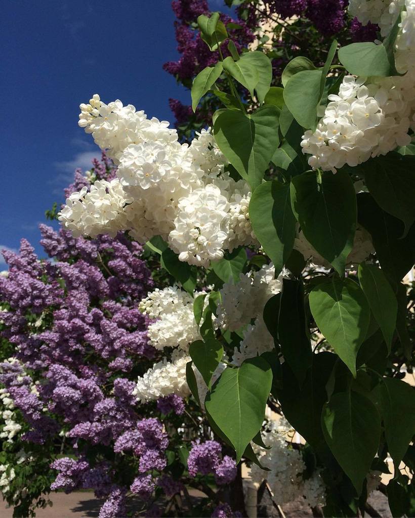 Павловский парк on Twitter: "Сиреневое настроение. Павловск. #сирень # ...