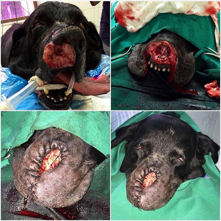 spindle cell sarcoma in dogs spindle cell sarcoma in dogs