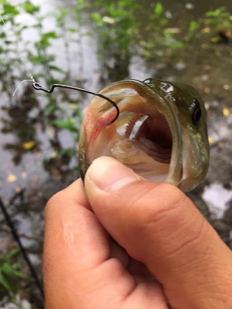 basuxtuli's tweet image. 今日も池いったど
レッグワーム ﾁｮﾝﾁｮﾝﾊﾞｼｬﾝ 速攻や