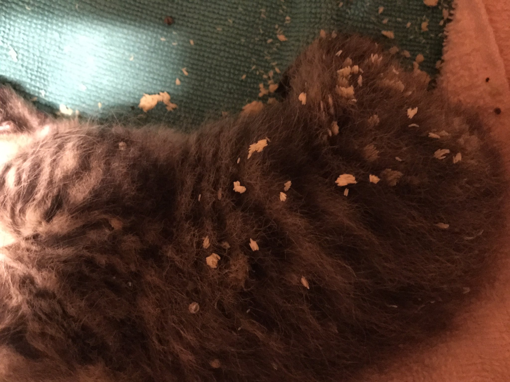 تويتر 保護猫カフェdearcat 奈良 生駒 على تويتر 夕方の緊急保護の子猫 山の中で鳴いてたところ保護され 先ほど医療センターへ 体中 何かの卵のようなものがいっぱい 瓜実条虫ではなさそうですし何なんでしょう どなたかご存知ないですか たまごの数がすごい