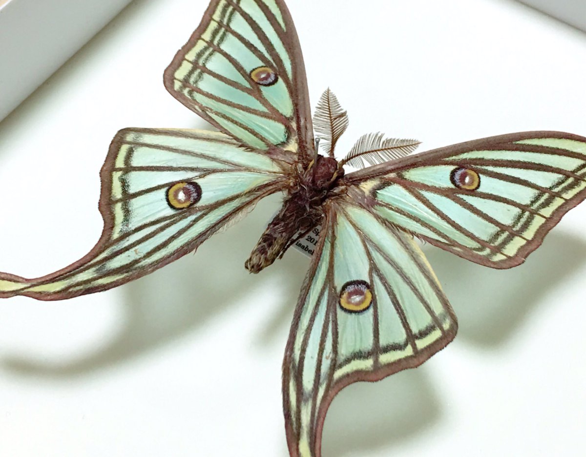 今からこのイザベラミズアオを眺めながらお酒を飲みます。自慢でした。