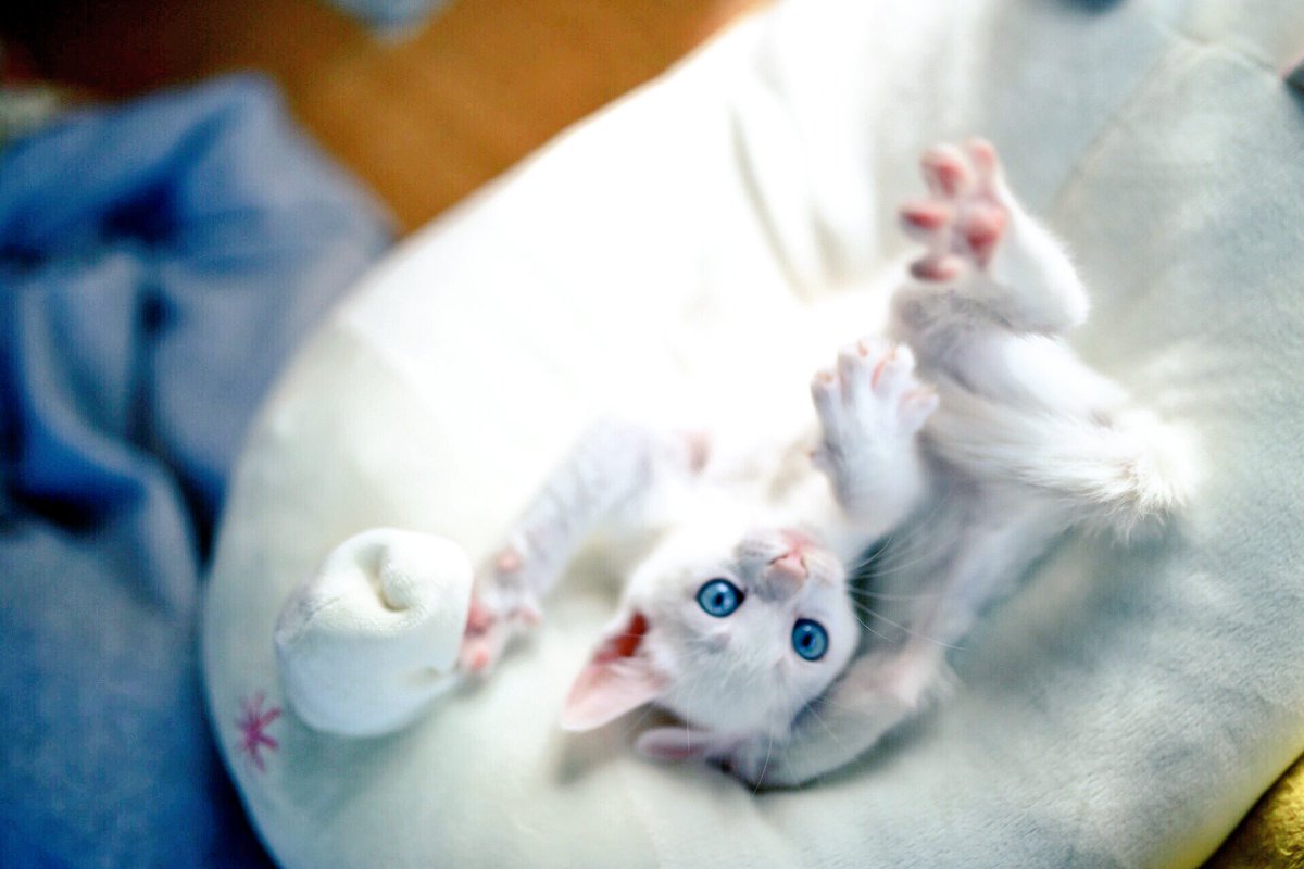 白猫×ブルーアイは難聴率が高いってネットとかに上がってて、しっかり守ってあげなきゃって思った(*˘︶˘*).｡.:*♡❤️