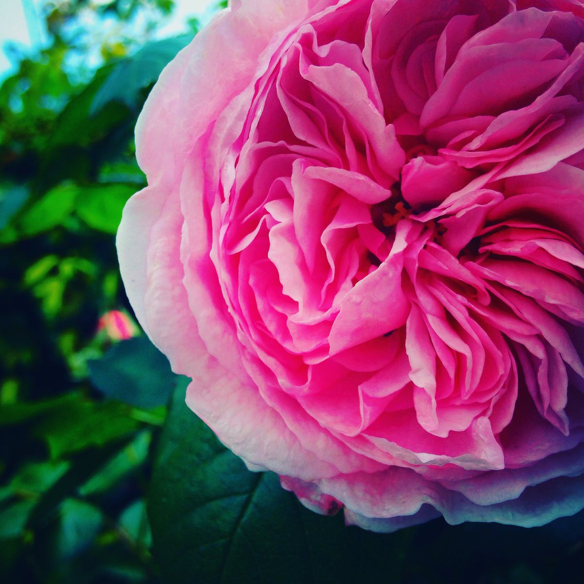 TFScribblings's tweet photo. Gorgeous #rose in my parents' garden. #flowers #sunshine #springtime #Herefordshire https://t.co/TMb1gSzZlR