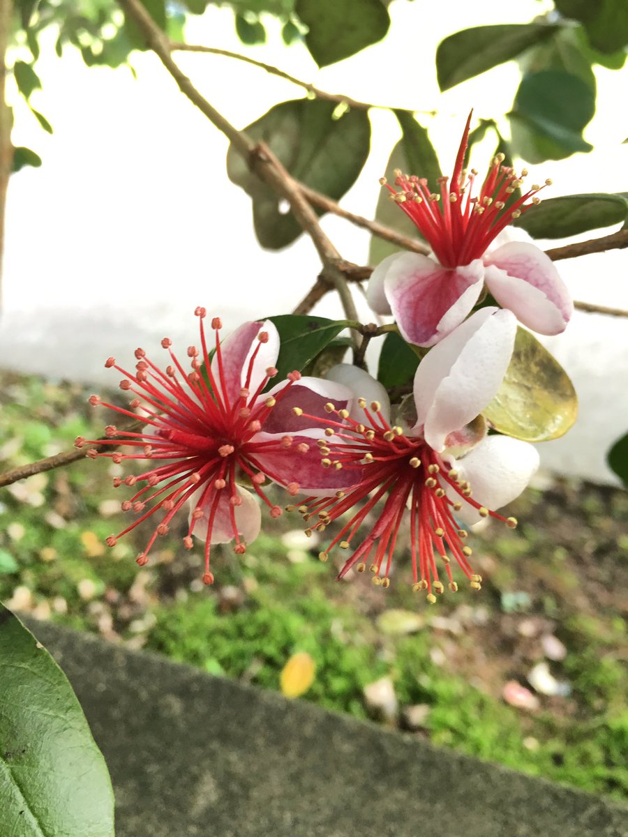 逢樹ひろ A Twitter 夕方に上げたこの画像の花 フェイジョアというフトモモ科の植物という事を教えていただきました 別名アップルグァバ グァバ 花初めて見た こんな面白い花咲くんだー ありがとうございます 花も食用に出来るらしい