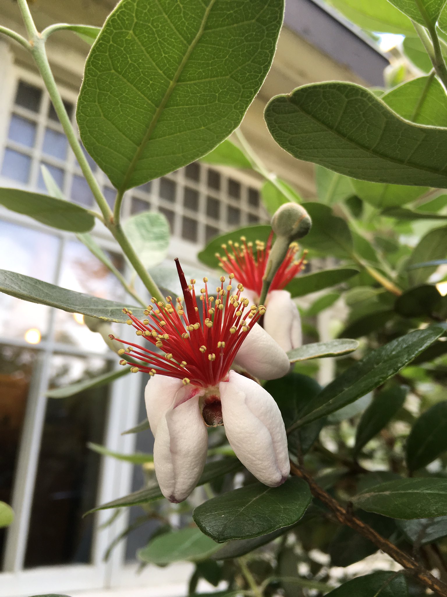 逢樹ひろ Al Twitter 夕方に上げたこの画像の花 フェイジョアというフトモモ科の植物という事を教えていただきました 別名アップルグァバ グァバ 花初めて見た こんな面白い花咲くんだー ありがとうございます 花も食用に出来るらしい T Co