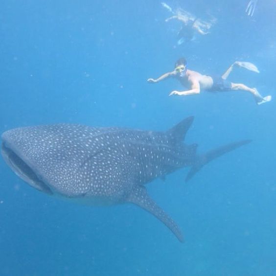penguins's tweet photo. This Penguin isn't afraid of Sharks. https://t.co/X6sp9oiNIV