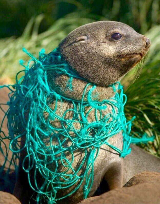 isaacBIOvega's tweet photo. ¡REDUCE tu consumo y RECICLA!
El planeta no necesita plásticos 🆘🌍
REDUCE your consumption and RECYCLE your waste! 😿💔 https://t.co/0BITRZKSpp