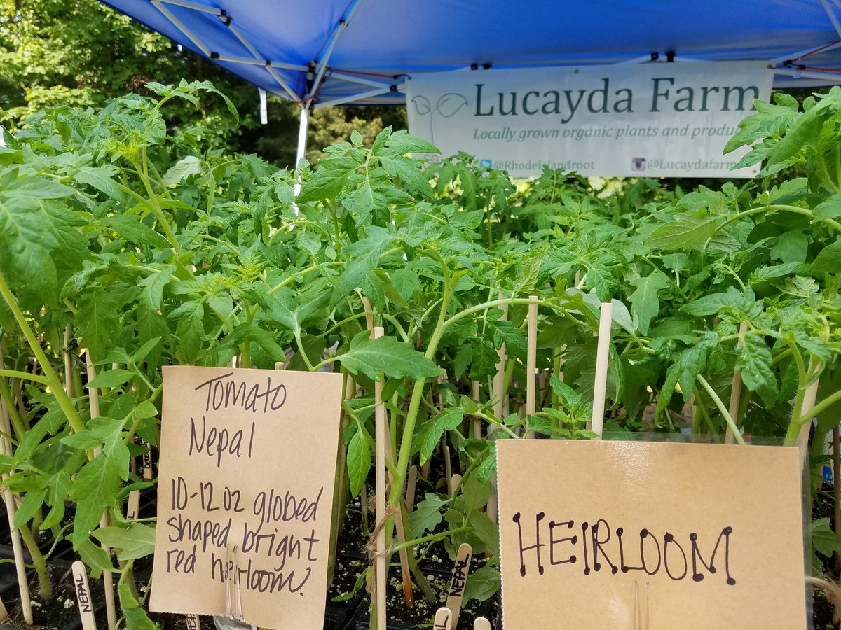 RhodeIslandRoot's tweet image. Come down to Gaspee Days if you need to plant tomatoes still. Lots of heirloom and different varieties.