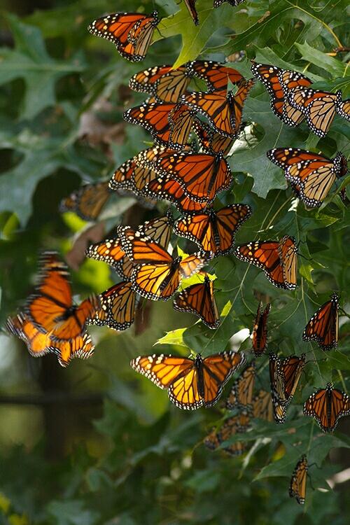 ===Mariposas=== - Página 21 CjoXYx0XAAA8yK7