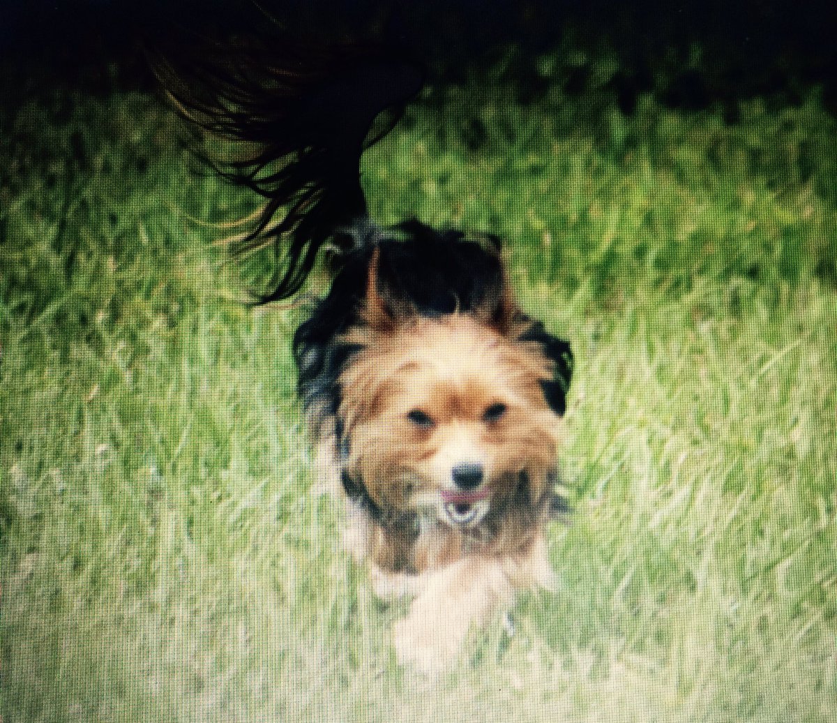HollyDoryCopper's tweet photo. @beachtv copper mixed yorkie and Chihuahua Holly Chihuahua #resued #RescuesRtheBest #RescueDogs #rescuesneedlove2 💜🐶 https://t.co/5h3rXkpjEa
