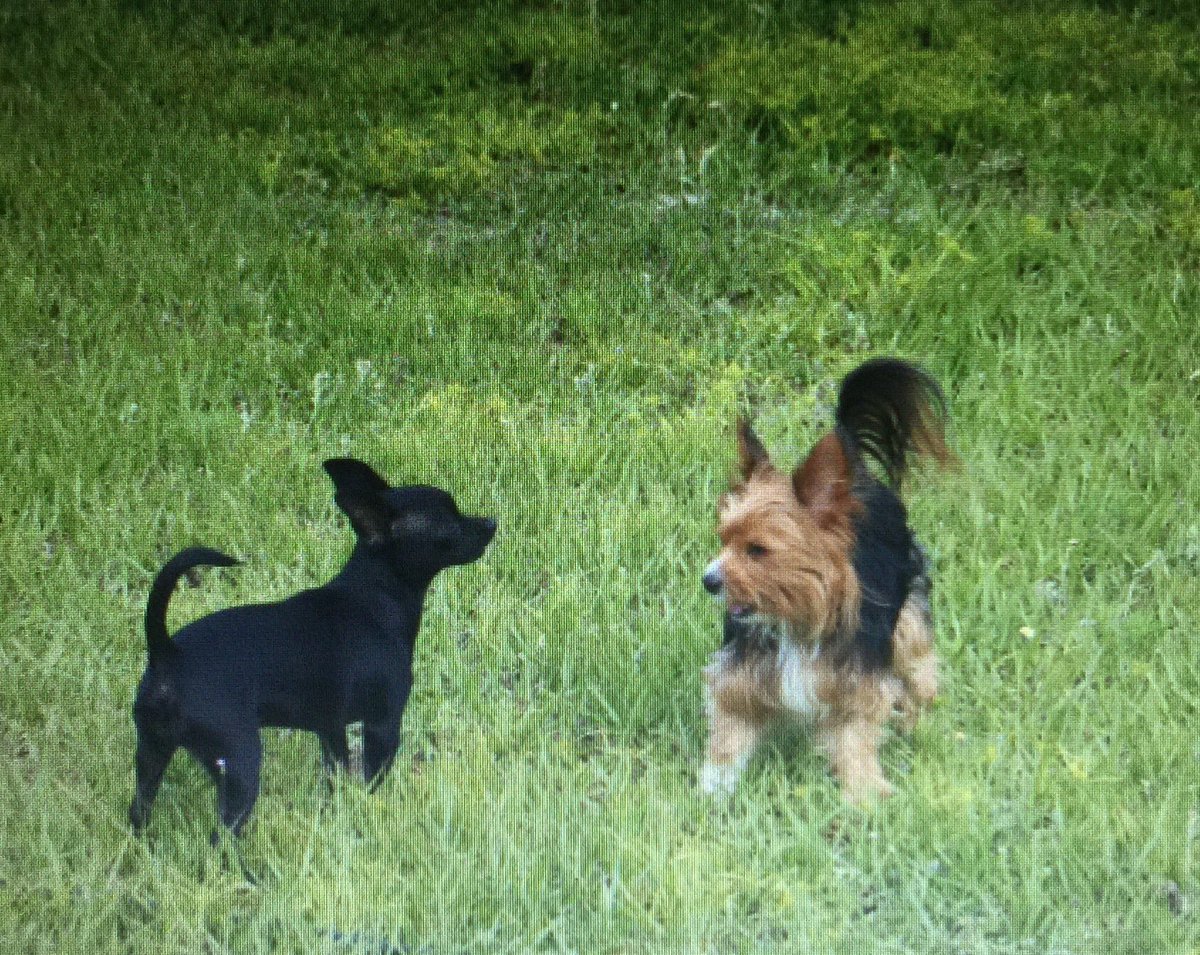 HollyDoryCopper's tweet photo. @beachtv copper mixed yorkie and Chihuahua Holly Chihuahua #resued #RescuesRtheBest #RescueDogs #rescuesneedlove2 💜🐶 https://t.co/5h3rXkpjEa