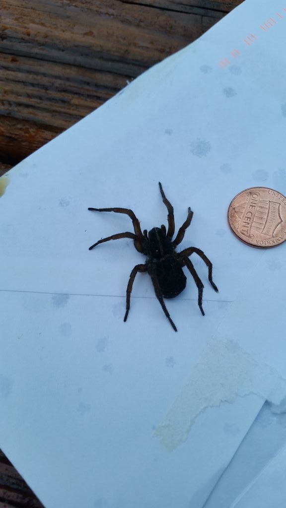 ByGaryMihoces's tweet image. Spider in my house is NOT so itsy bitsy. #eightlegs